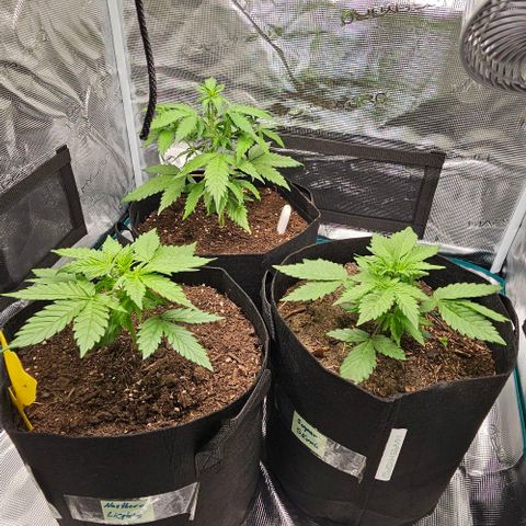 Super Skunk growlog timeline photo