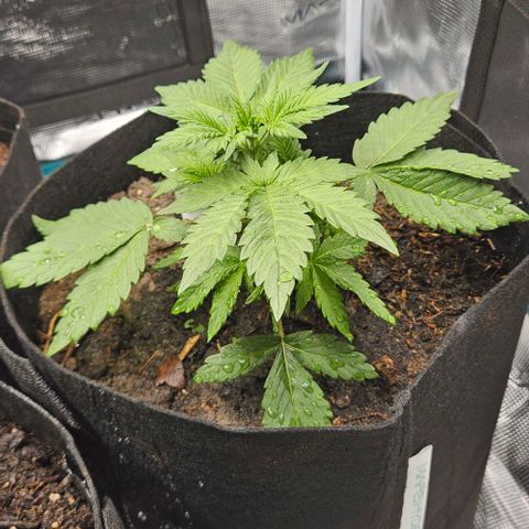 Super Skunk growlog timeline photo