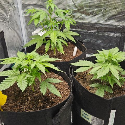Super Skunk growlog timeline photo