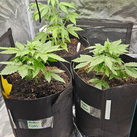 Super Skunk growlog timeline photo