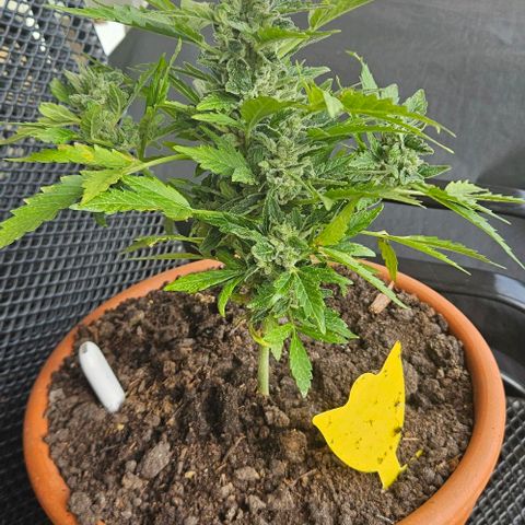 Royal AK Automatic growlog timeline photo