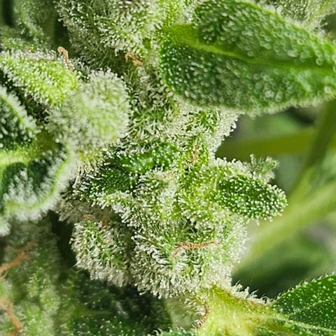 Royal AK Automatic growlog timeline photo