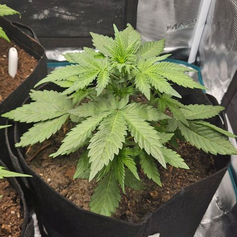 Super Skunk growlog timeline photo