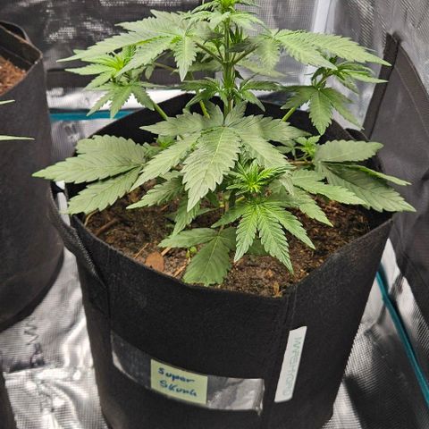 Super Skunk growlog timeline photo