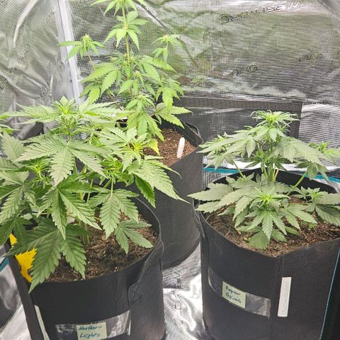 Super Skunk growlog timeline photo