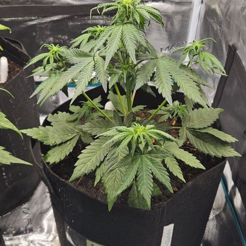 Super Skunk growlog timeline photo