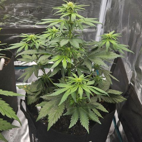 Super Skunk growlog timeline photo