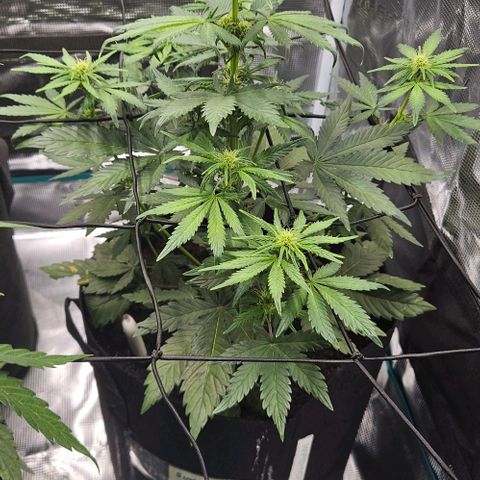 Super Skunk growlog timeline photo