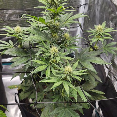 Super Skunk growlog timeline photo