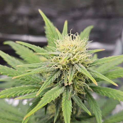 Super Skunk growlog timeline photo