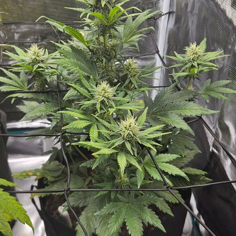 Super Skunk growlog timeline photo