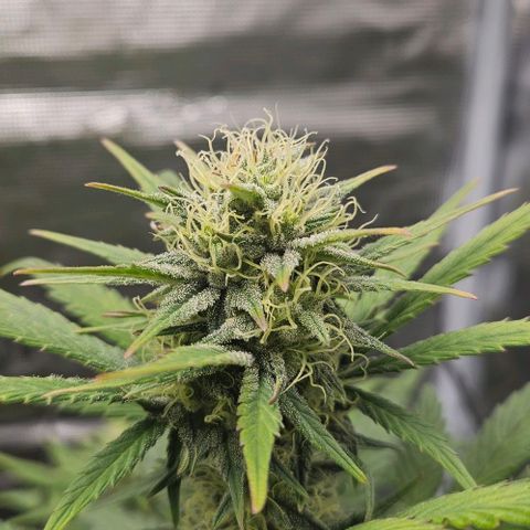 Super Skunk growlog timeline photo