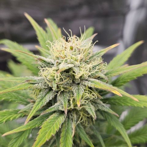 Super Skunk growlog timeline photo