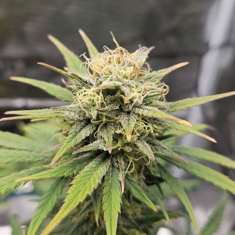 Super Skunk growlog timeline photo