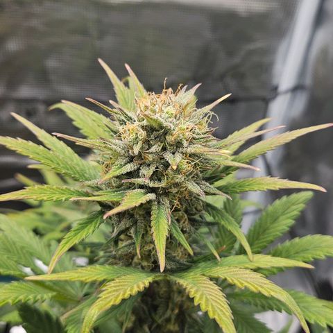 Super Skunk growlog timeline photo