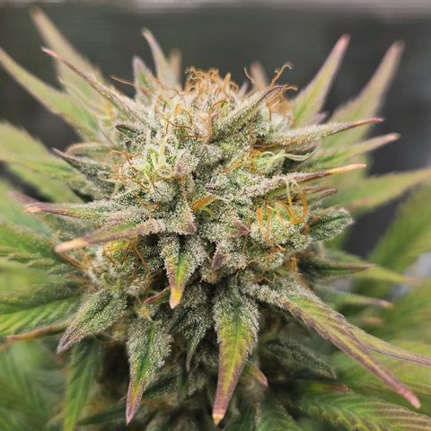 Super Skunk growlog timeline photo