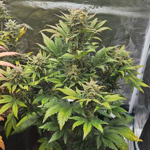 Super Skunk growlog timeline photo