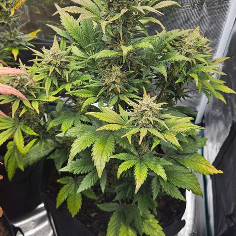 Super Skunk growlog timeline photo