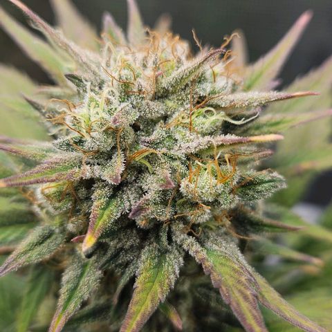 Super Skunk growlog timeline photo