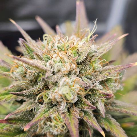 Super Skunk growlog timeline photo
