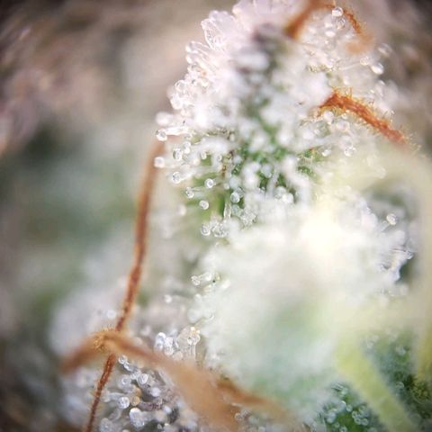 Super Skunk growlog timeline photo