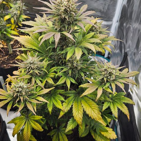 Super Skunk growlog timeline photo