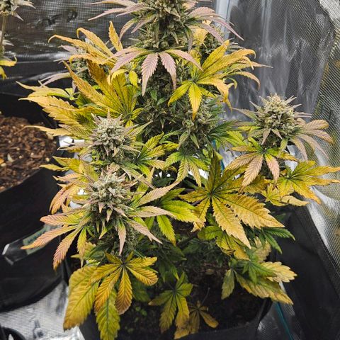 Super Skunk growlog timeline photo