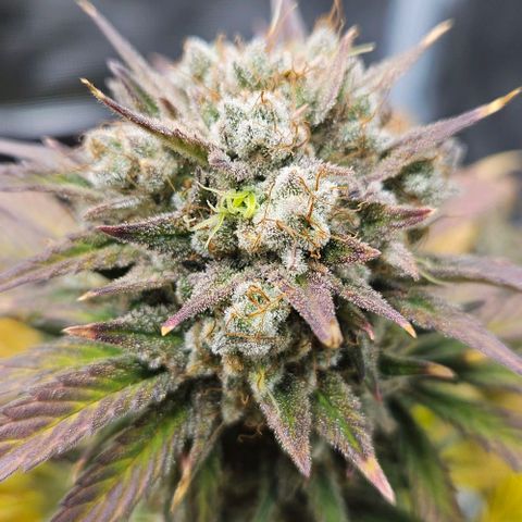 Super Skunk growlog timeline photo