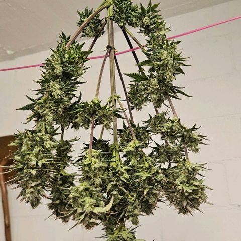 Super Skunk growlog timeline photo