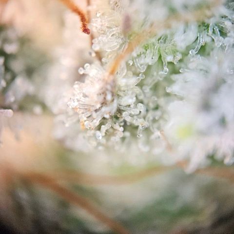 Super Skunk growlog timeline photo