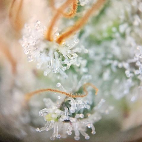 Super Skunk growlog timeline photo