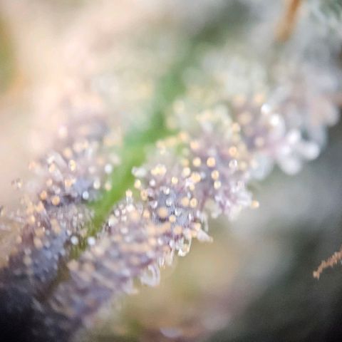 Super Skunk growlog timeline photo