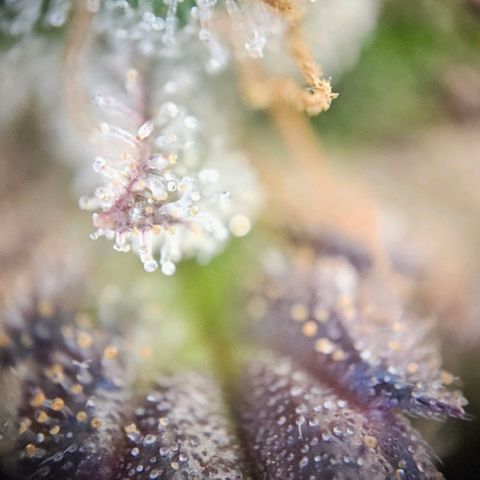 Super Skunk growlog timeline photo