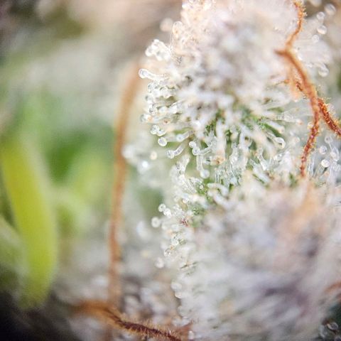 Super Skunk growlog timeline photo