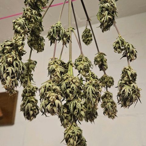 Super Skunk growlog timeline photo