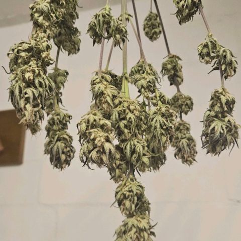 Super Skunk growlog timeline photo