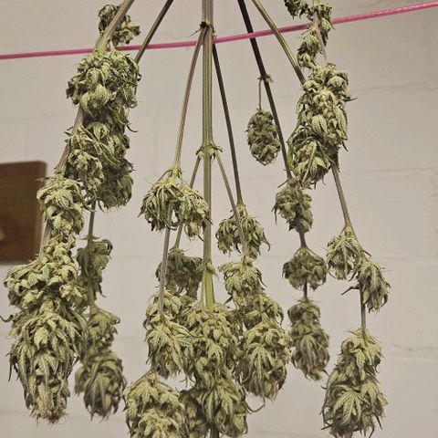 Super Skunk growlog timeline photo