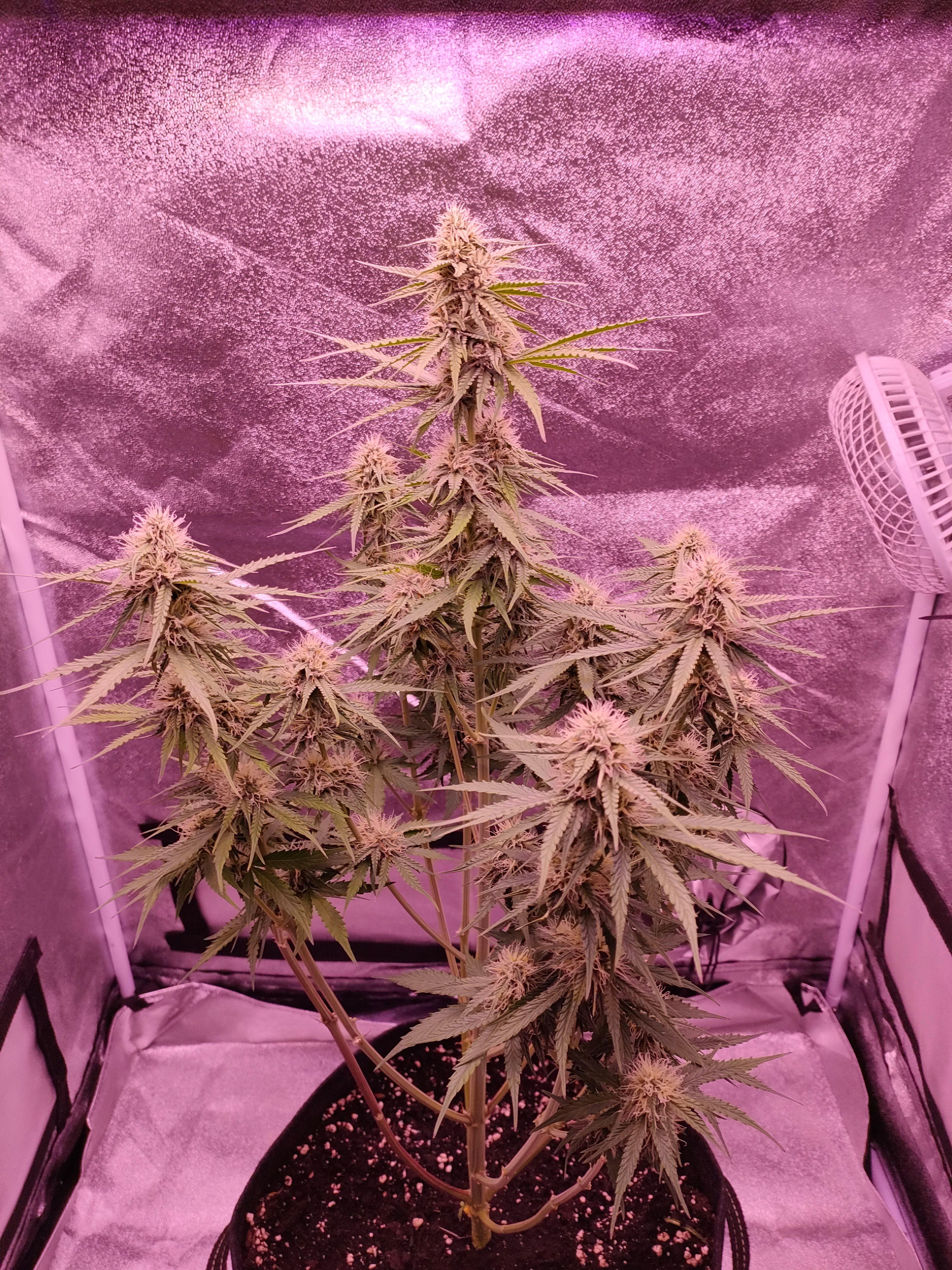 Hyperion F1 growlog header