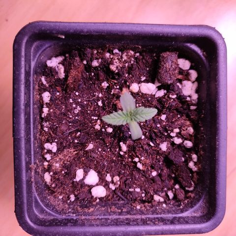 Critical #1 growlog timeline photo