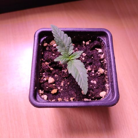 Critical #1 growlog timeline photo