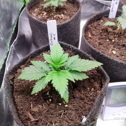 Critical #1 growlog timeline photo