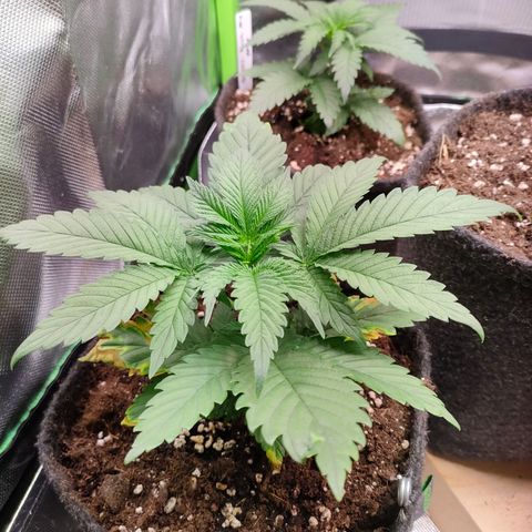 Critical #1 growlog timeline photo