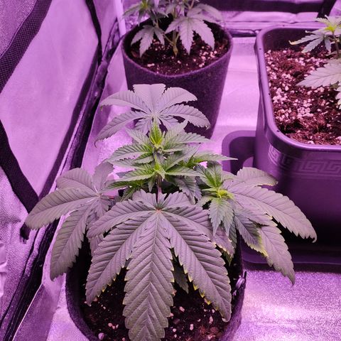 Critical #1 growlog timeline photo