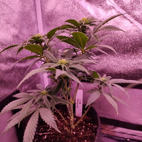 Critical #1 growlog timeline photo