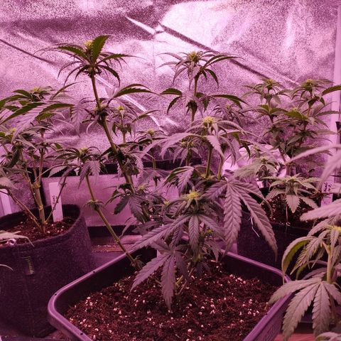 Special Kush #1 #1 growlog timeline photo