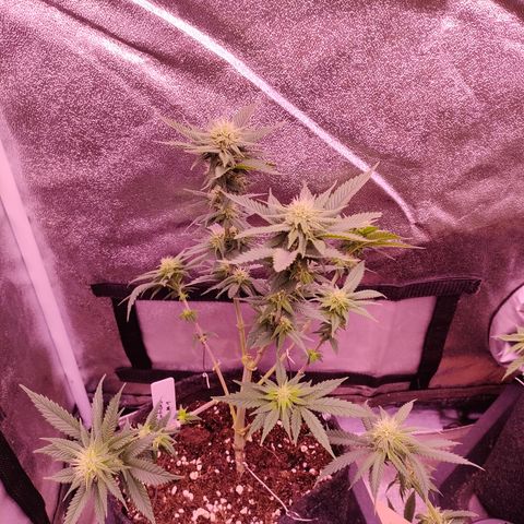 Critical #1 growlog timeline photo