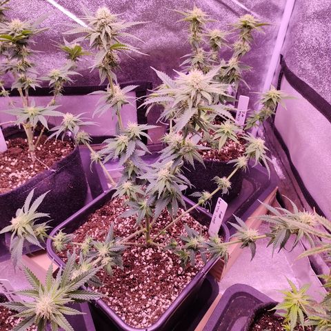 Special Kush #1 #1 growlog timeline photo