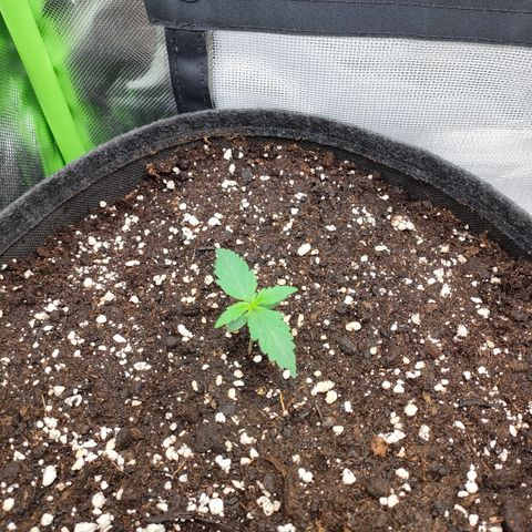 Hyperion F1 growlog photo