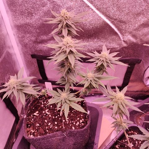 Critical #1 growlog timeline photo