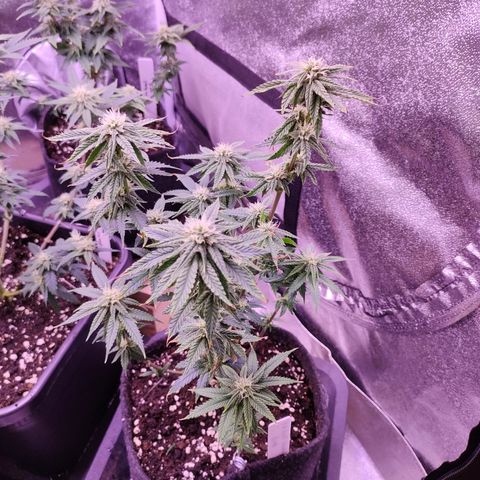 Special Kush #1 #1 growlog timeline photo